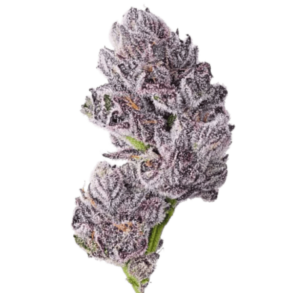 triploid_f1_iced_sangria_fem_growers_choice kaufen deutschland