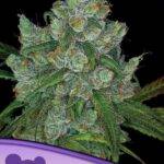 Anesia Seeds - Bruce Banner #3 - Feminisiert kaufen bestellen deutschland