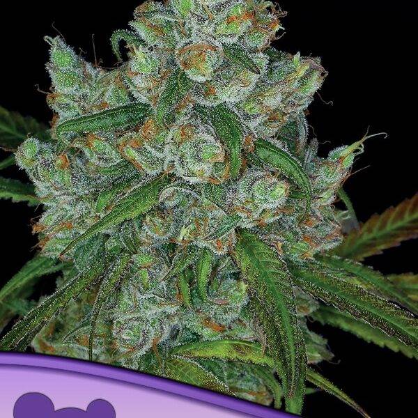Anesia Seeds - Bruce Banner #3 - Feminisiert kaufen bestellen deutschland