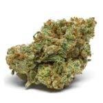 Growers Choice - The Real Amnesia - Feminisiert deutschland kaufen bestellen