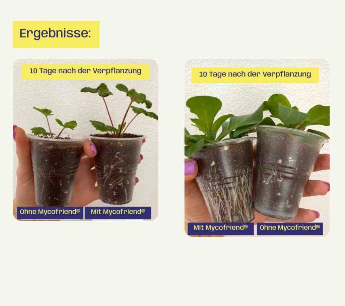 Mycofriend Premium Mykorrhiza Biologischer Wurzelaktivator für kräftige Pflanzen bestellen kaufen living soil