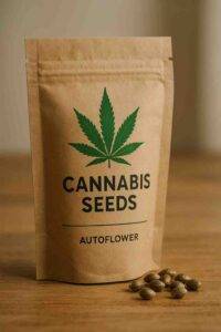 Wo bekomme ich die besten Cannabissamen