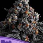 Anesia Seeds - Indigo Sapphire - Feminisiert