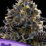 Anesia Seeds Purple-Lobster
