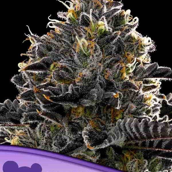 Anesia Seeds Purple-Lobster