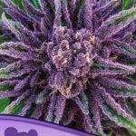 Anesia Seeds - Purple Thai, Landrassen - Feminisiert
