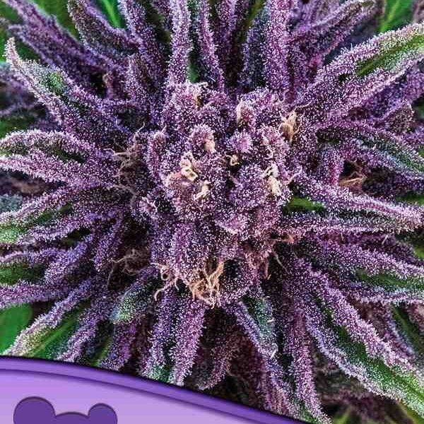 Anesia Seeds - Purple Thai, Landrassen - Feminisiert