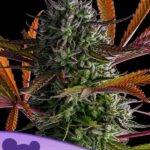 Anesia Seeds - Strawberry Pop Rocks - Feminisiert