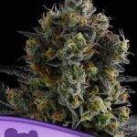 Anesia Seeds - Zoomiez - Feminisiert