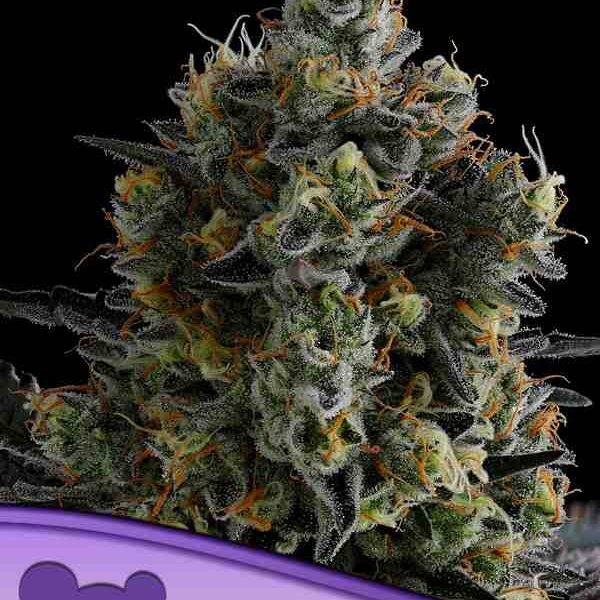 Anesia Seeds - Zoomiez - Feminisiert