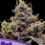Anesia Seeds – Think Tank – Feminisiert