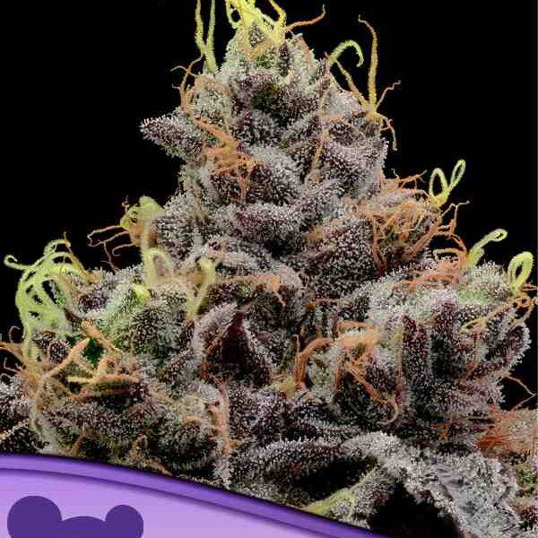 Anesia Seeds – Think Tank – Feminisiert