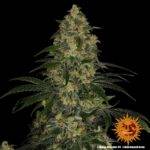 BARNEYS FARM Blue Gelato 41 Strain deutschland kaufen bestellen