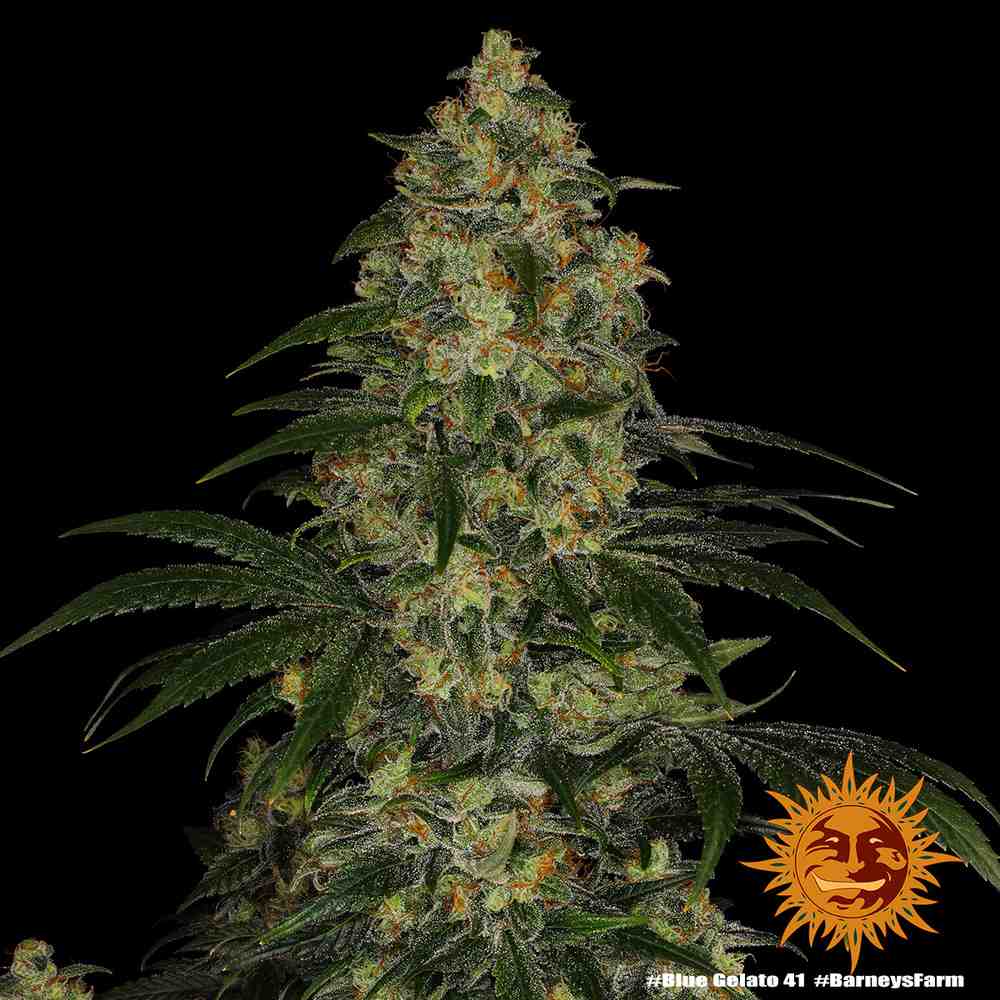 BARNEYS FARM Blue Gelato 41 Strain deutschland kaufen bestellen