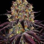 BARNEYS FARM Runtz x Layer Cake Feminisiert