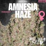 Criminal Seeds - ​Amnesia Haze - Feminisiert
