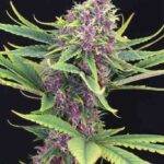 Kannabia - PURPLE KUSH - Feminisiert