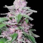 SENSI SEEDS - Purple Cookie Kush Feminisierte Samen kaufen deutschland bestellen