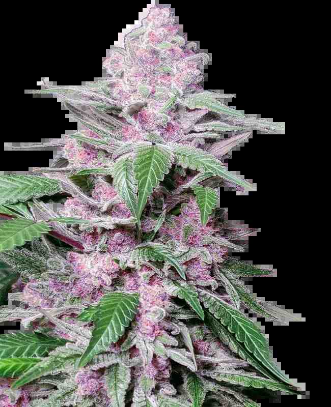 SENSI SEEDS - Purple Cookie Kush Feminisierte Samen kaufen deutschland bestellen