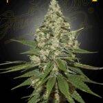 SUPER_LEMON_HAZE kaufen bestellen deutschland