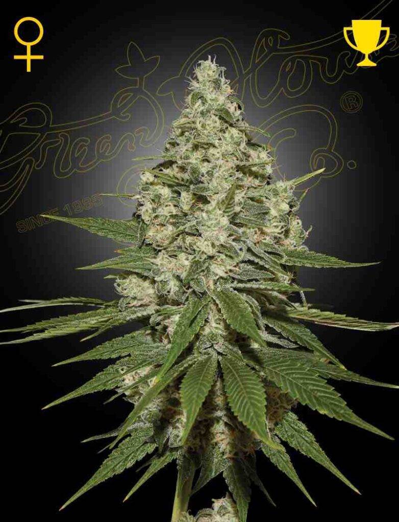 SUPER_LEMON_HAZE kaufen bestellen deutschland