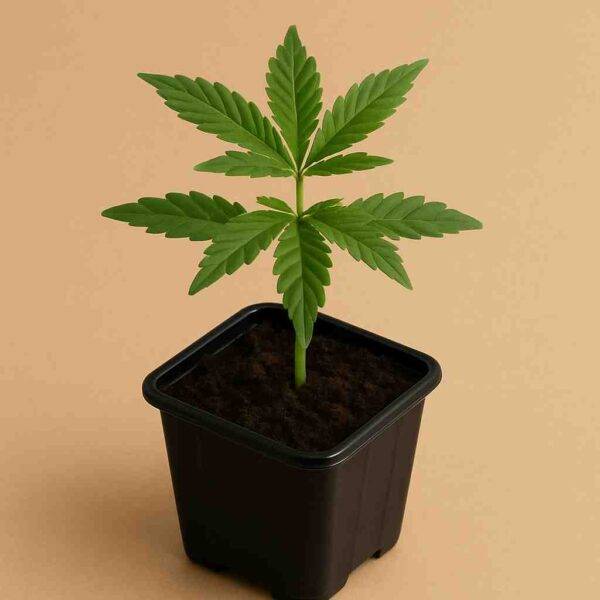 cannabis steckling kaufen deutschland bestellen
