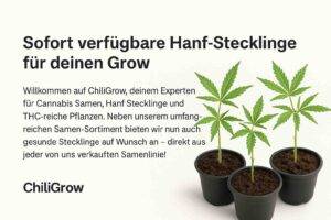 cannabis stecklinge kaufen deutschland