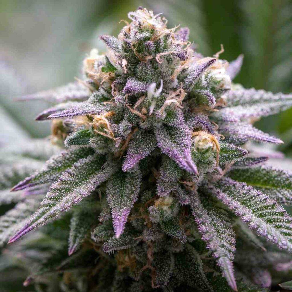 growerschoice ultra violet gmo kaufen bestellen deutschland
